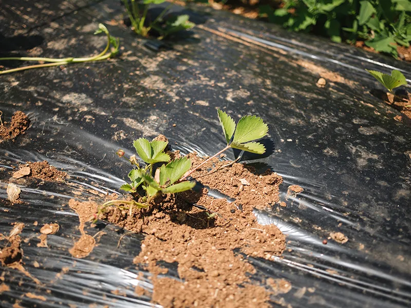 plastic extrusion line